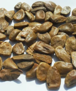 akuamma seed capsules