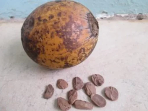 akuamma seed capsules