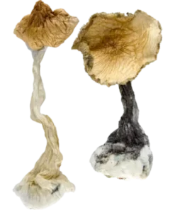 Blue meanies magic mushrooms