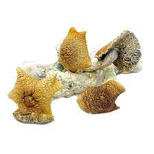 Dried magic mushrooms for sale