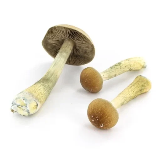b+ mushroom grow kit