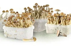 Mushroom Growth Kits