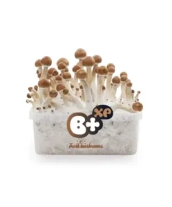 b+ magic mushroom grow kit