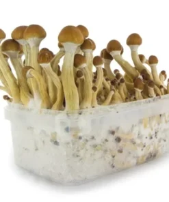 best psychedelic mushroom grow kit