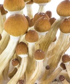 Ecuador Mushroom Grow Kit