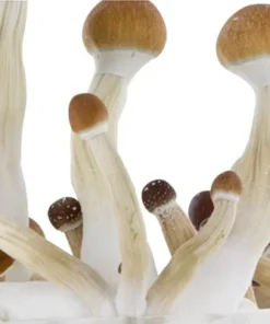 fresh mushrooms grow kit golden teacher