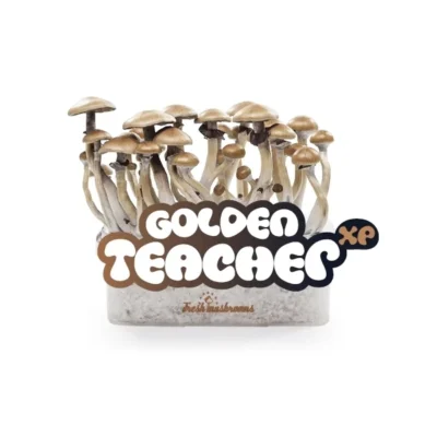 fresh mushrooms grow kit golden teacher