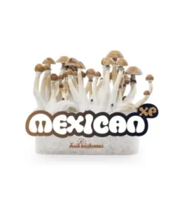 mexican mushroom grow kit