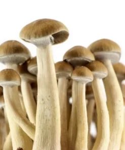 magic mushroom grow kit golden teacher
