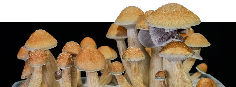 dried magic mushrooms for sale
