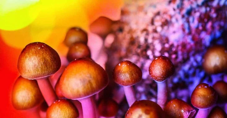 magic mushroom spores for sale